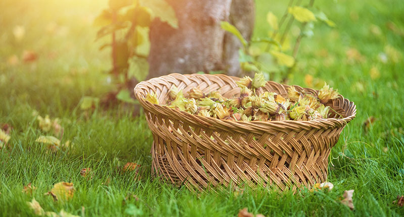 Récoltez vos pommes, poires et noisettes